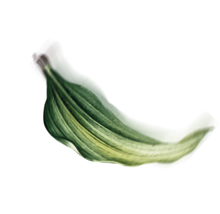 hoja
